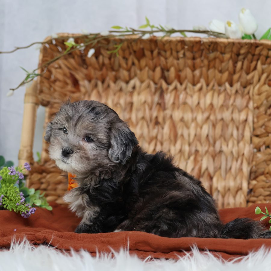 adorable teddy bear puppy