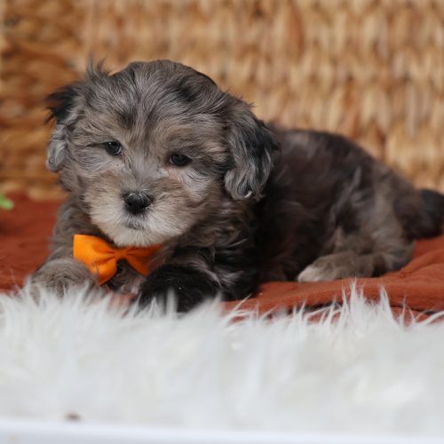teddy bear puppies