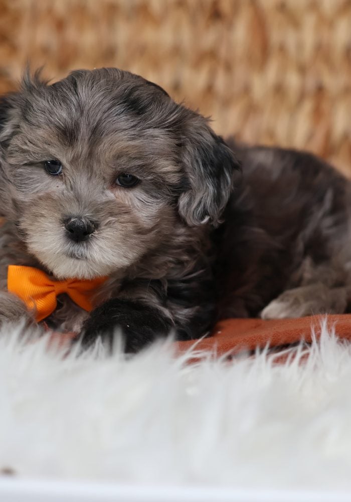 teddy bear puppies