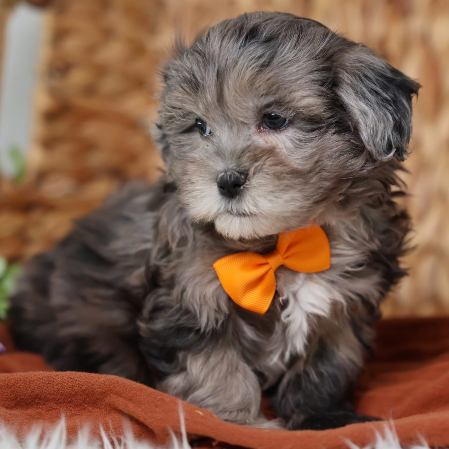 merle teddy bear dog