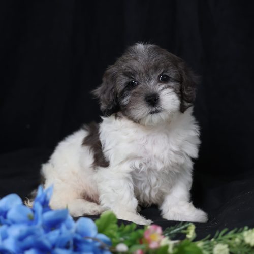 mini teddy bear puppy