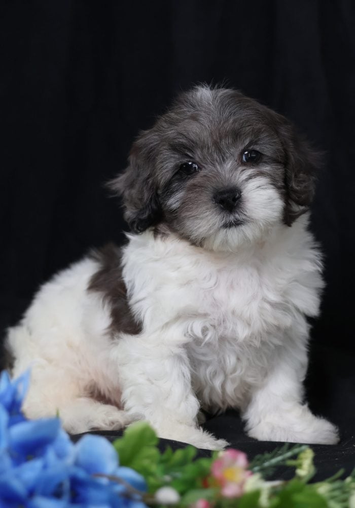 mini teddy bear puppy