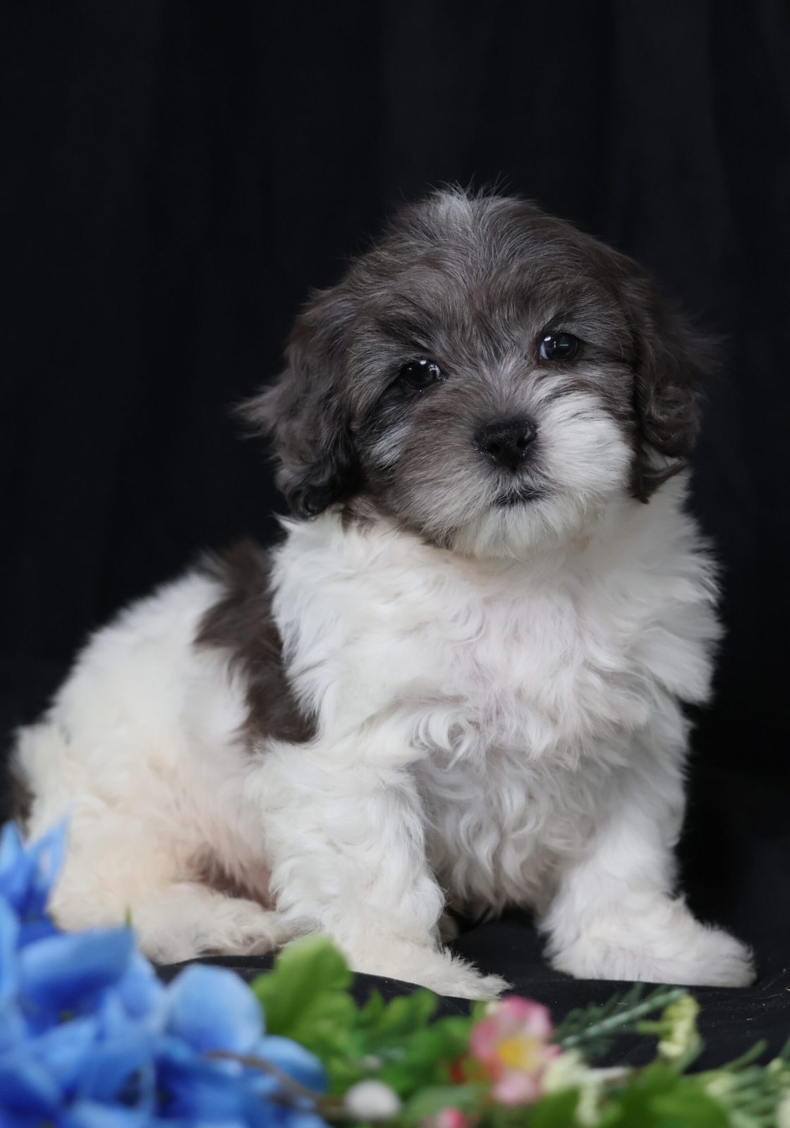 mini teddy bear puppy