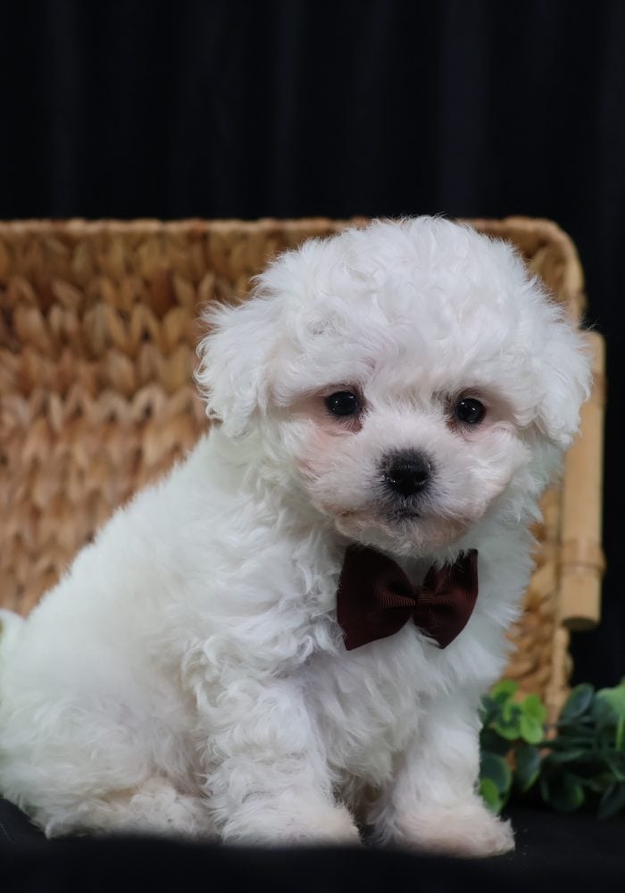 mini bichon mini bichon