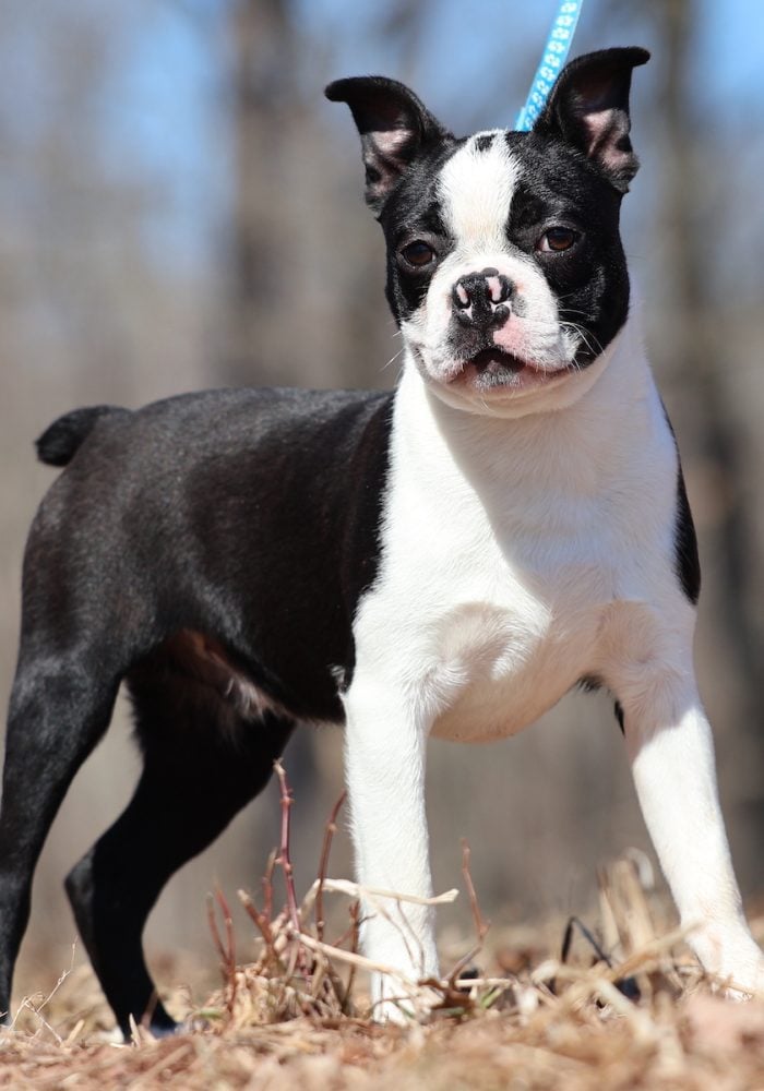 mini boston terrier puppies