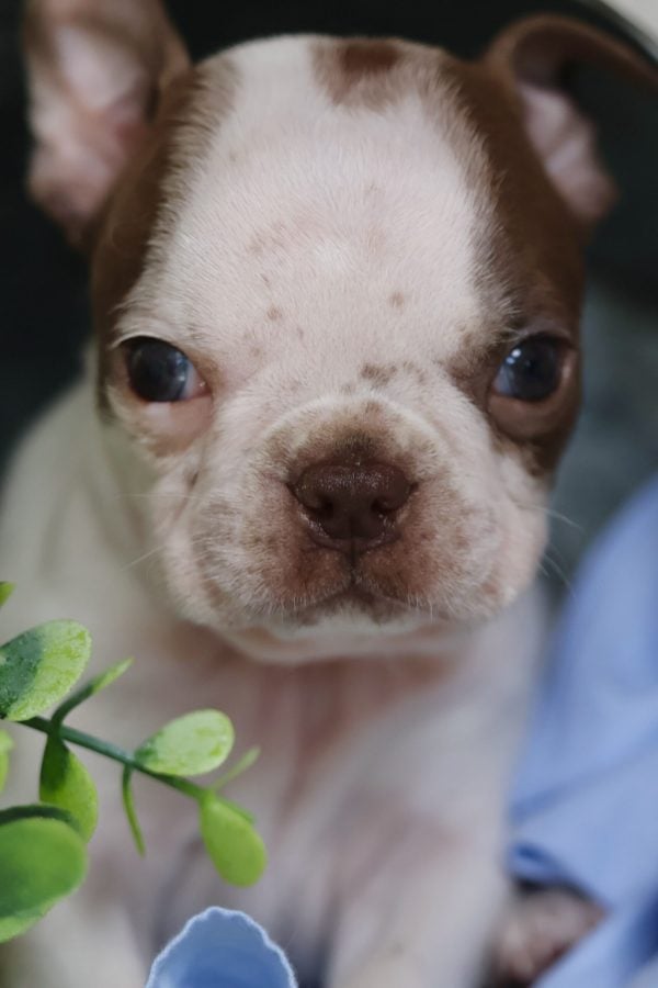 mini boston terrier puppy mini boston terrier puppy