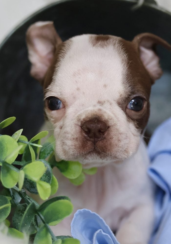 mini boston terrier
