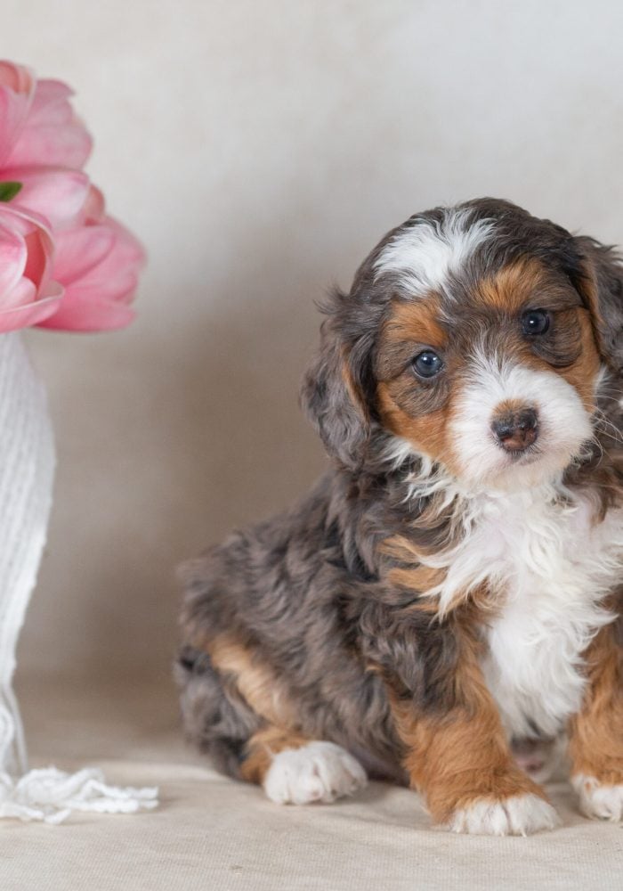 mini merle bernedoodle puppies for sale