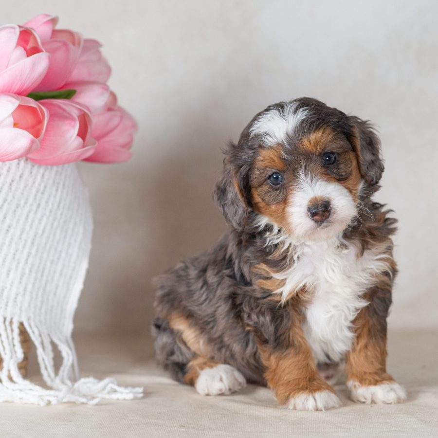 mini merle bernedoodle puppies for sale