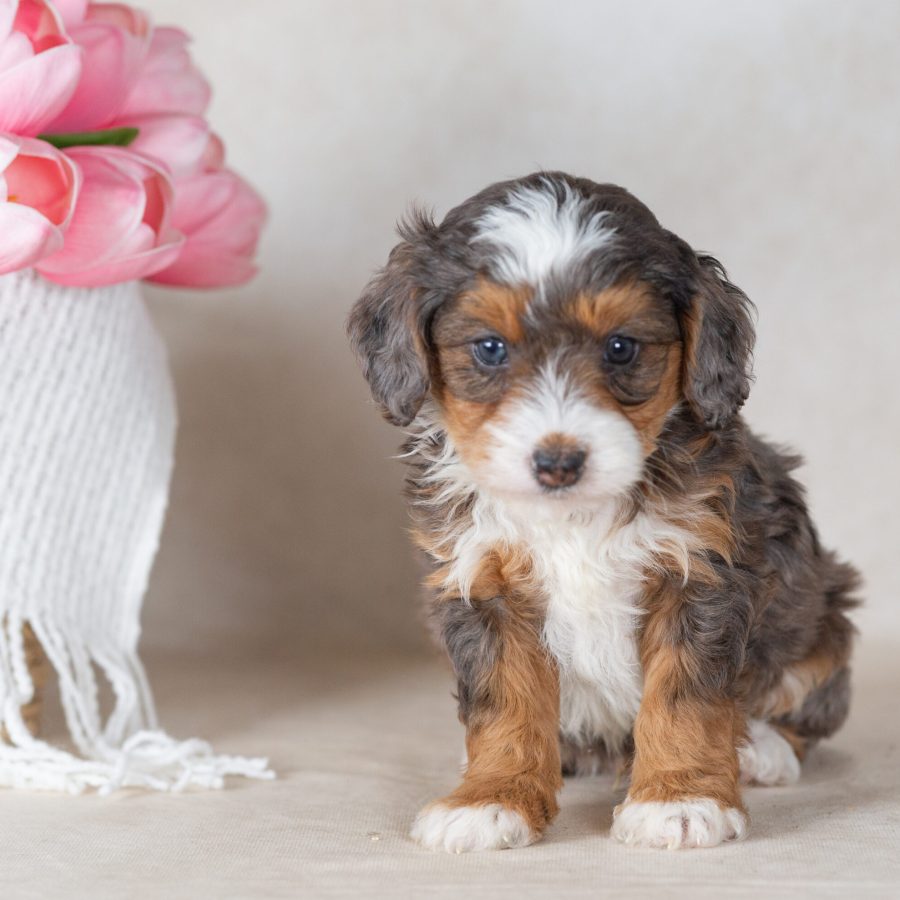 mini merle bernedoodle puppies