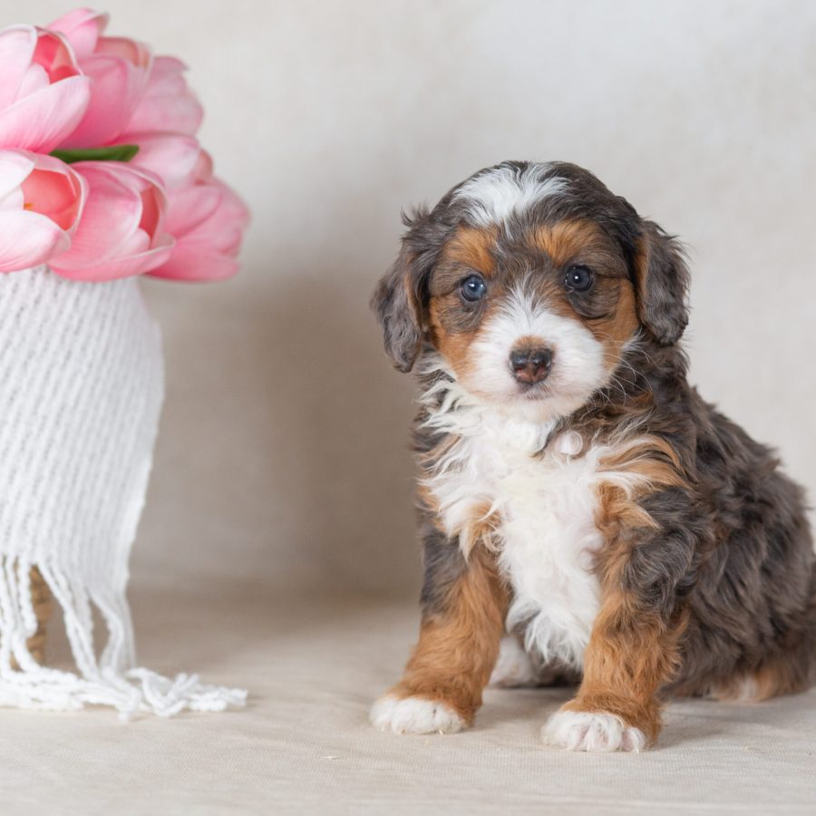 mini merle bernedoodle puppy for sale