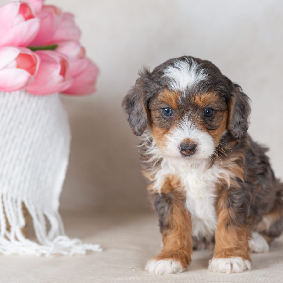 mini merle bernedoodle puppy