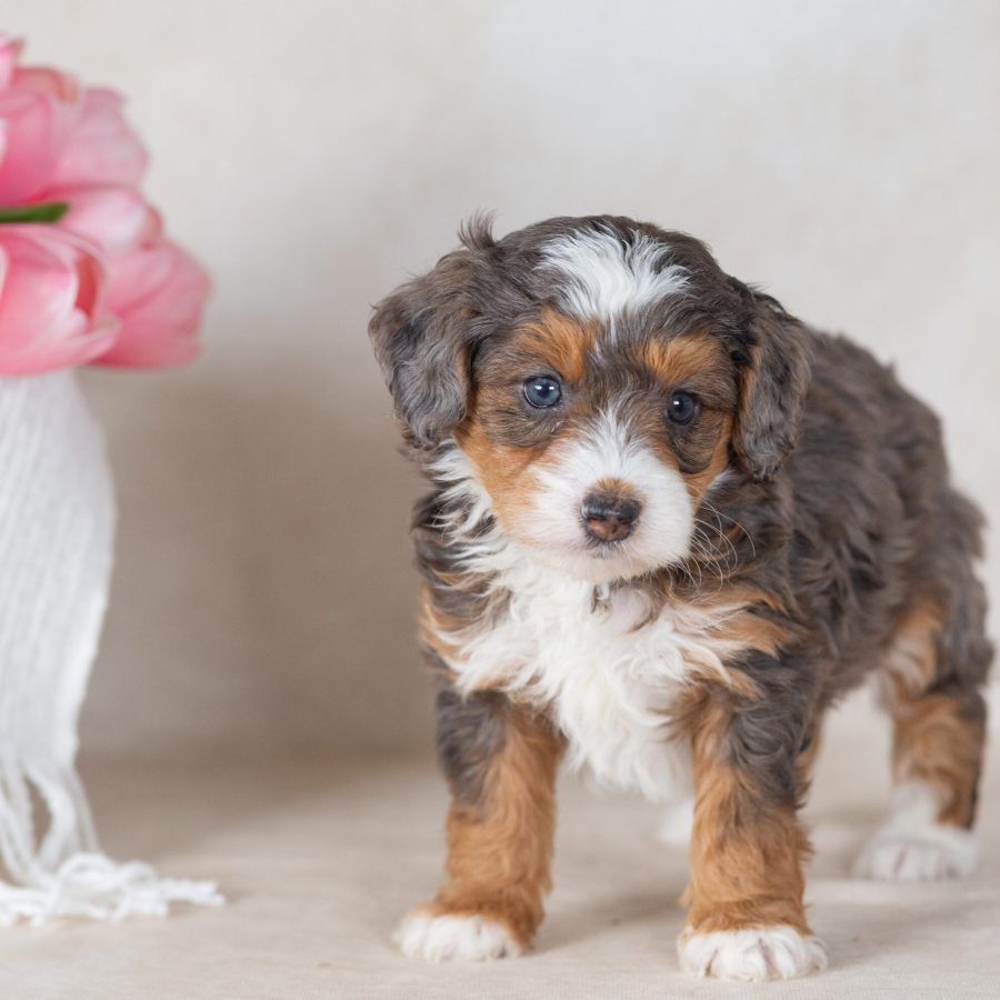 mini merle bernedoodle
