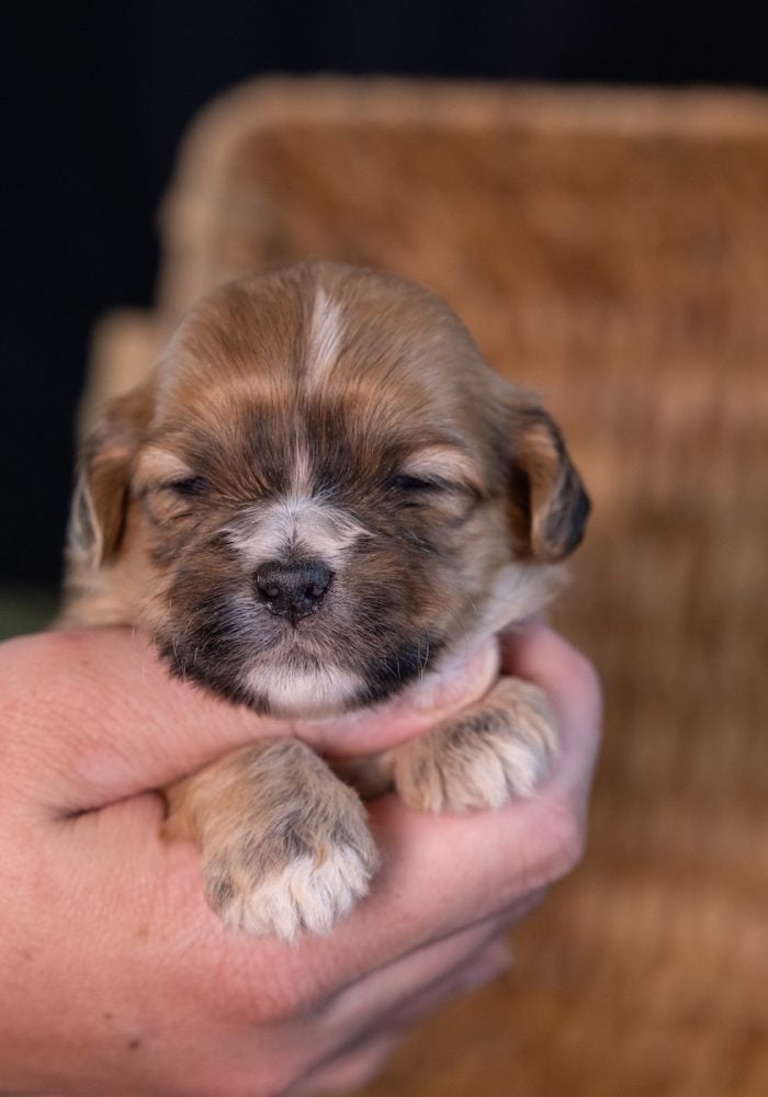 mini shichon dog breeders_
