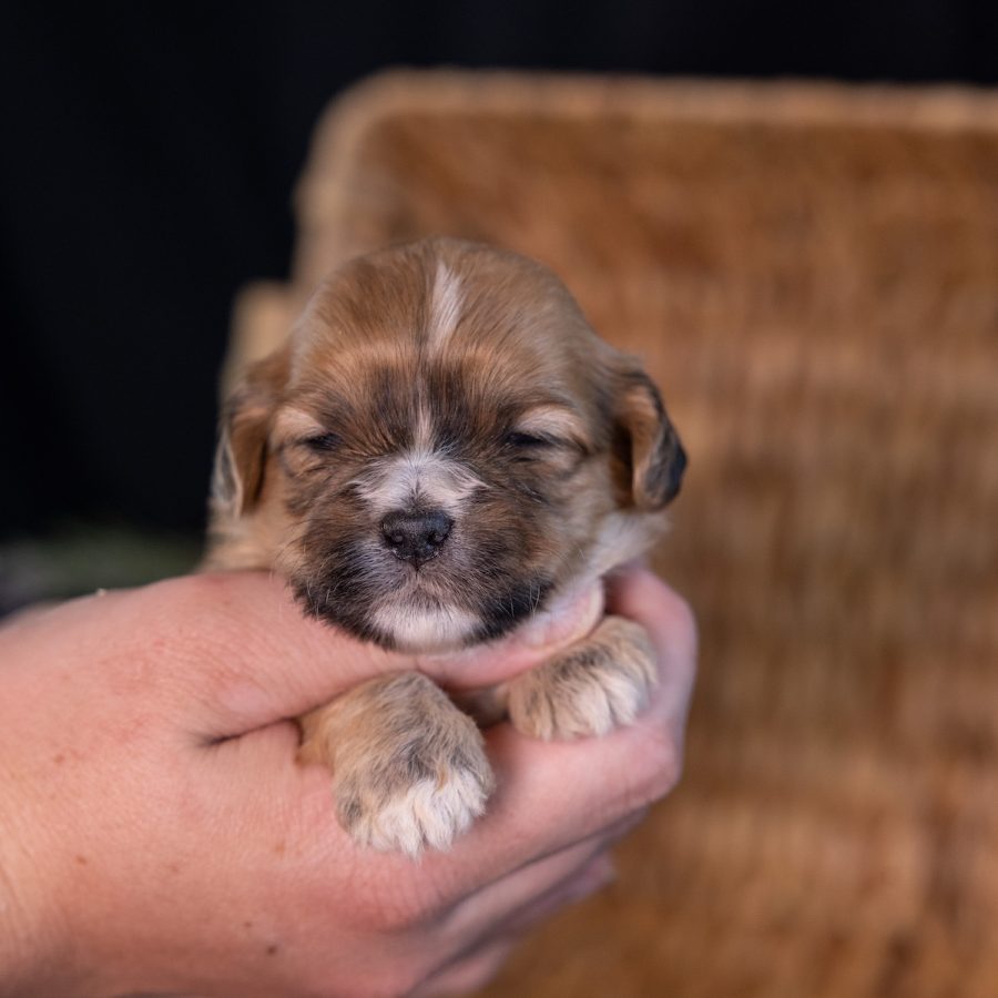 mini shichon dog breeders_