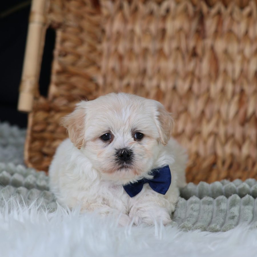 mini teddy bear dog price