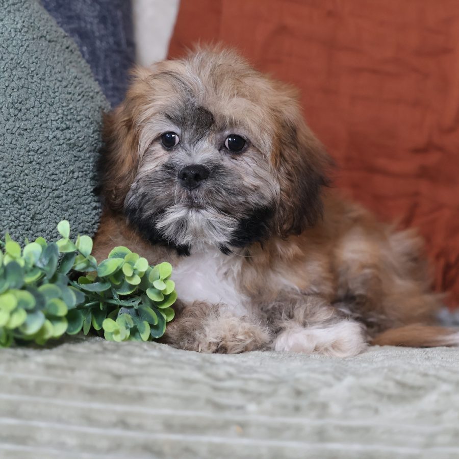 mini teddy bear puppies