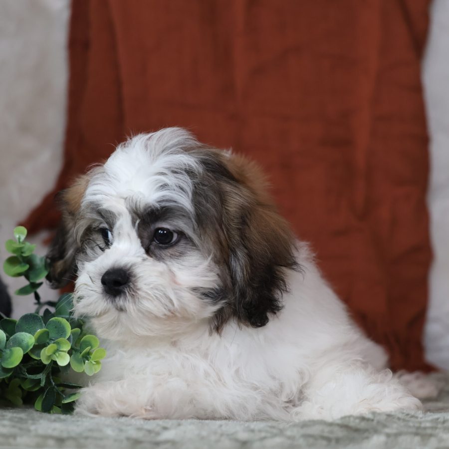 mini teddy bear puppies