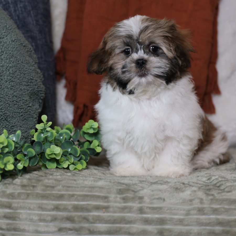 mini teddy bear puppies