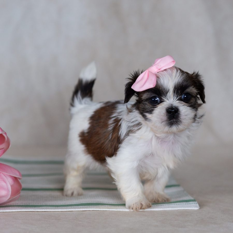 mini teddy bear puppies breeder