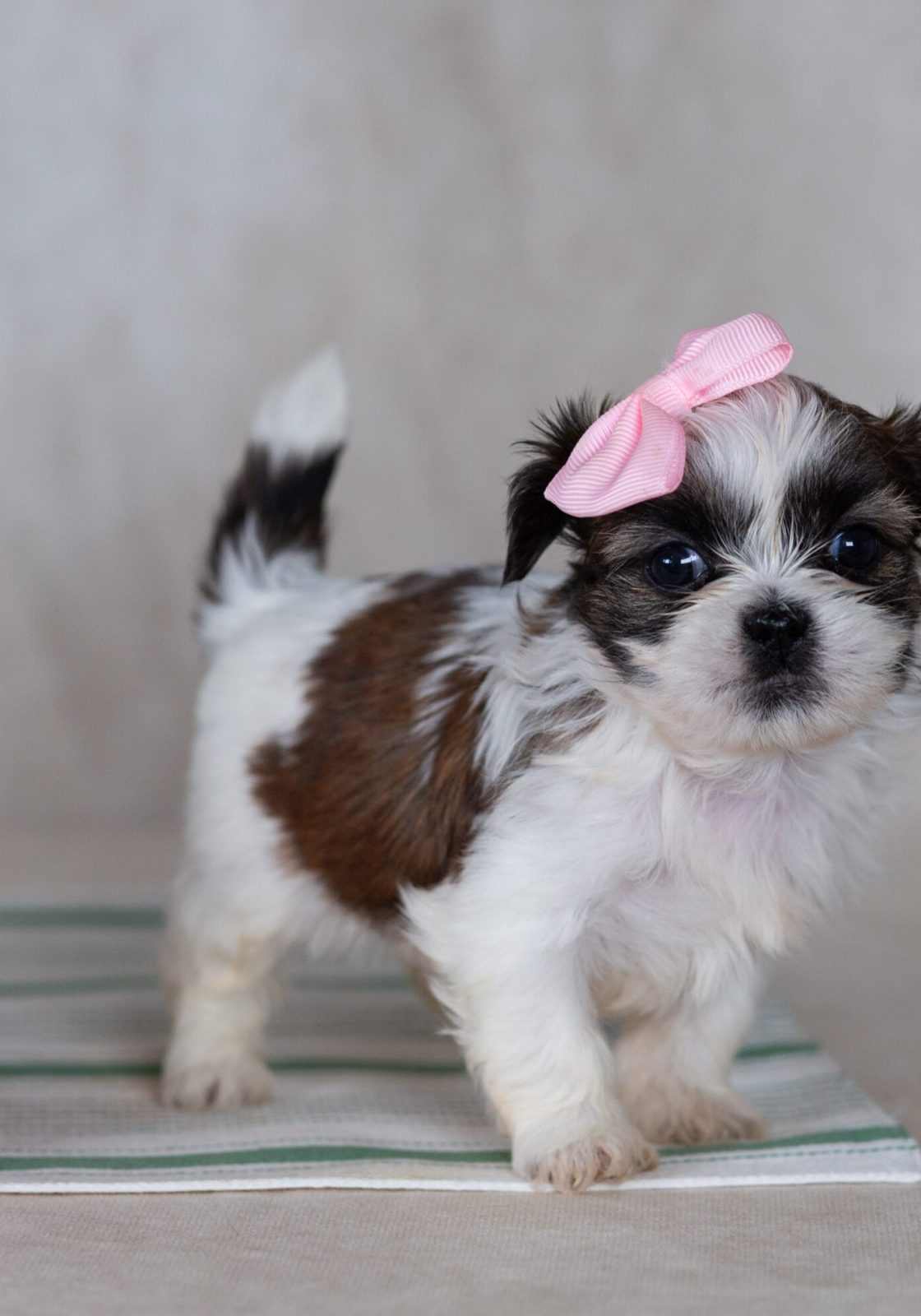 mini teddy bear puppies breeder