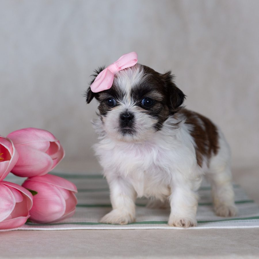 mini teddy bear puppies for sale near me