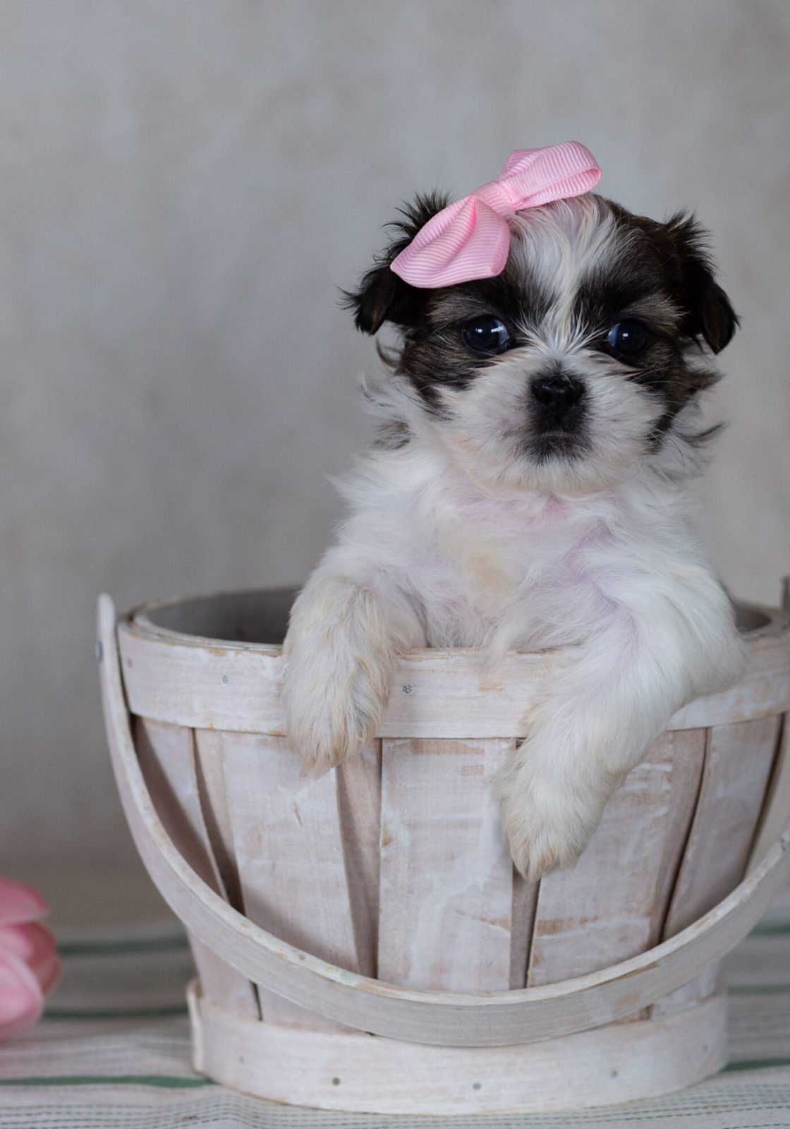 mini teddy bear puppies for sale pa