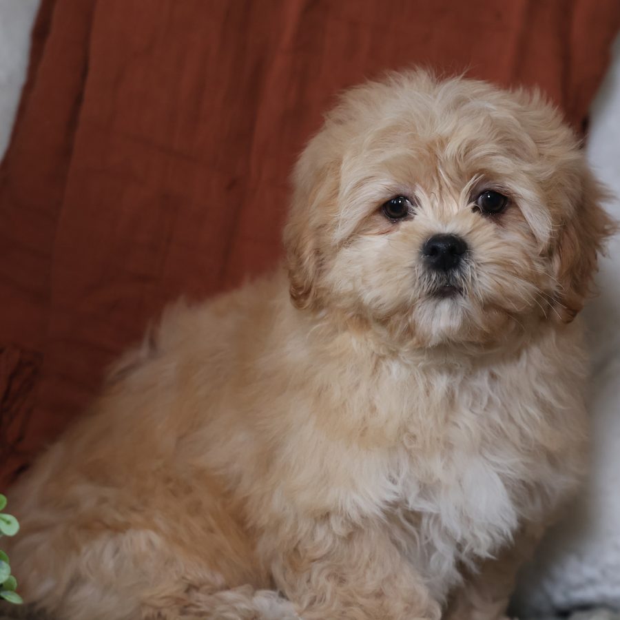 mini teddy bear puppies for sale