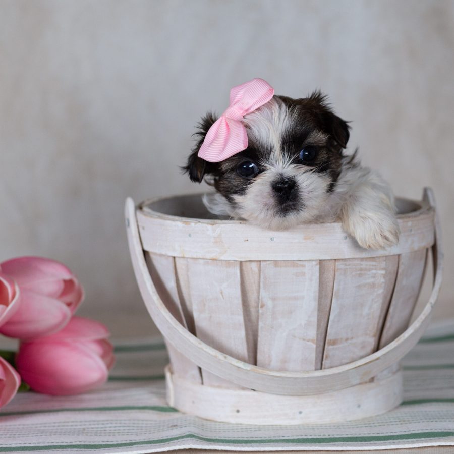 mini teddy bear puppies for sale