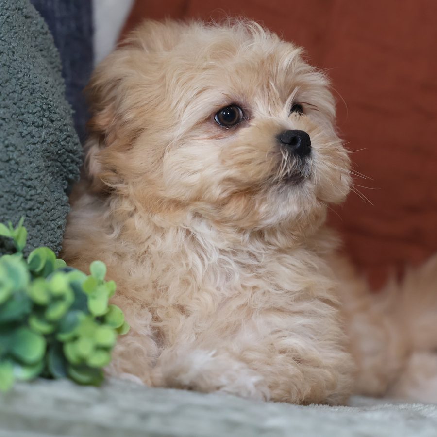 mini teddy bear puppies for sale(1)