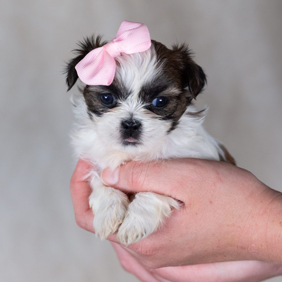 mini teddy bear puppies near me