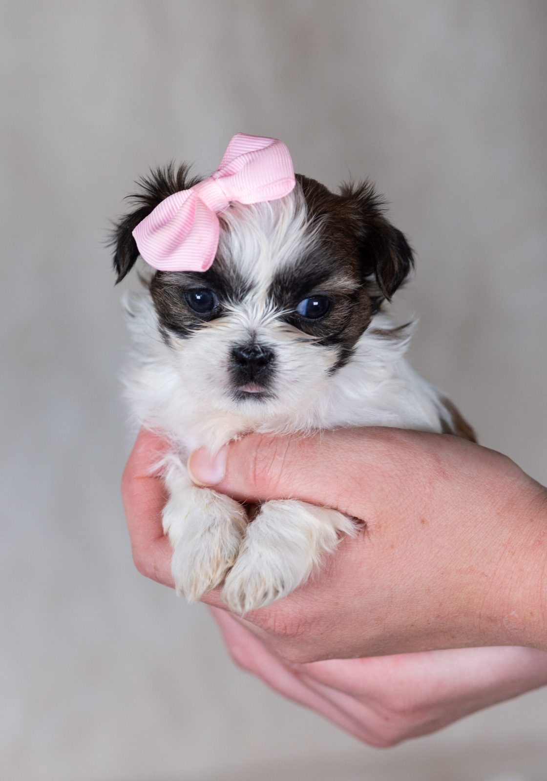 mini teddy bear puppies near me