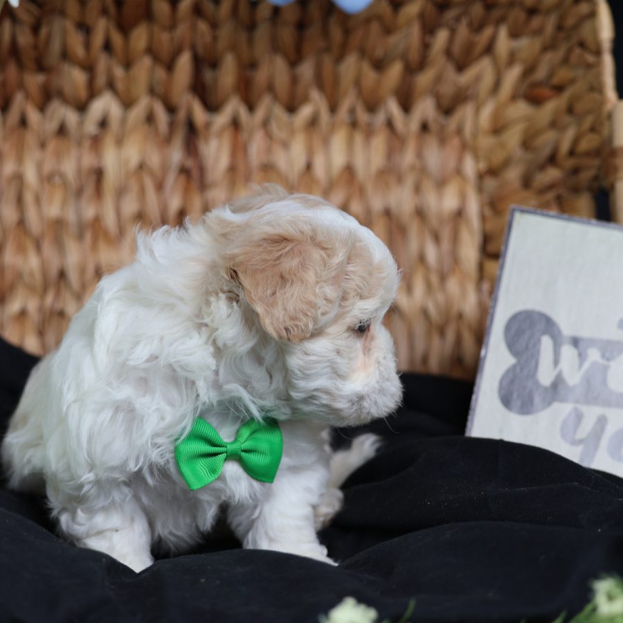 mini teddy bear puppies