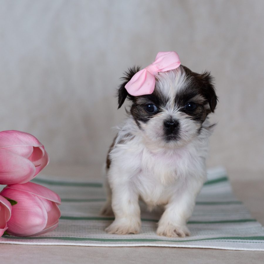 mini teddy bear puppies