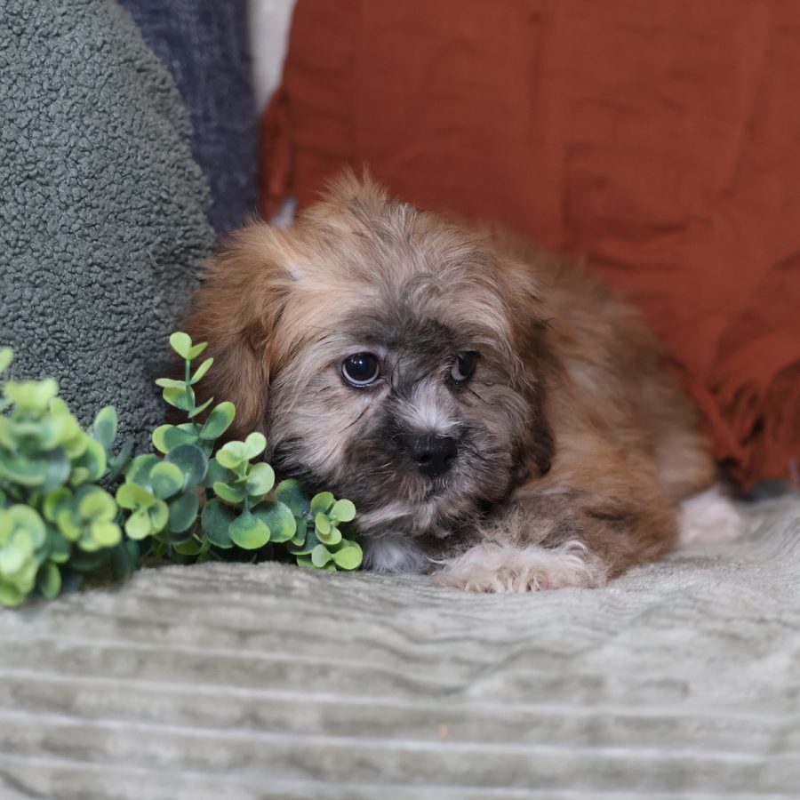 mini teddy bear puppies