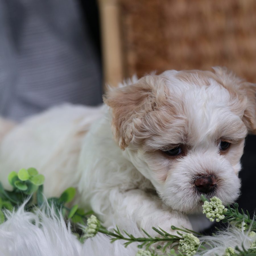mini teddy bear puppy