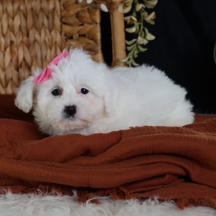 mini zuchon puppies