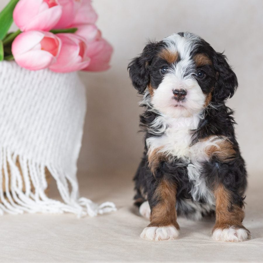 miniature bernedoodle puppies breeder