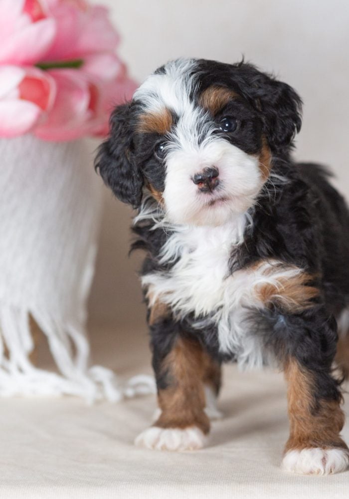 miniature bernedoodle puppies for sale pa