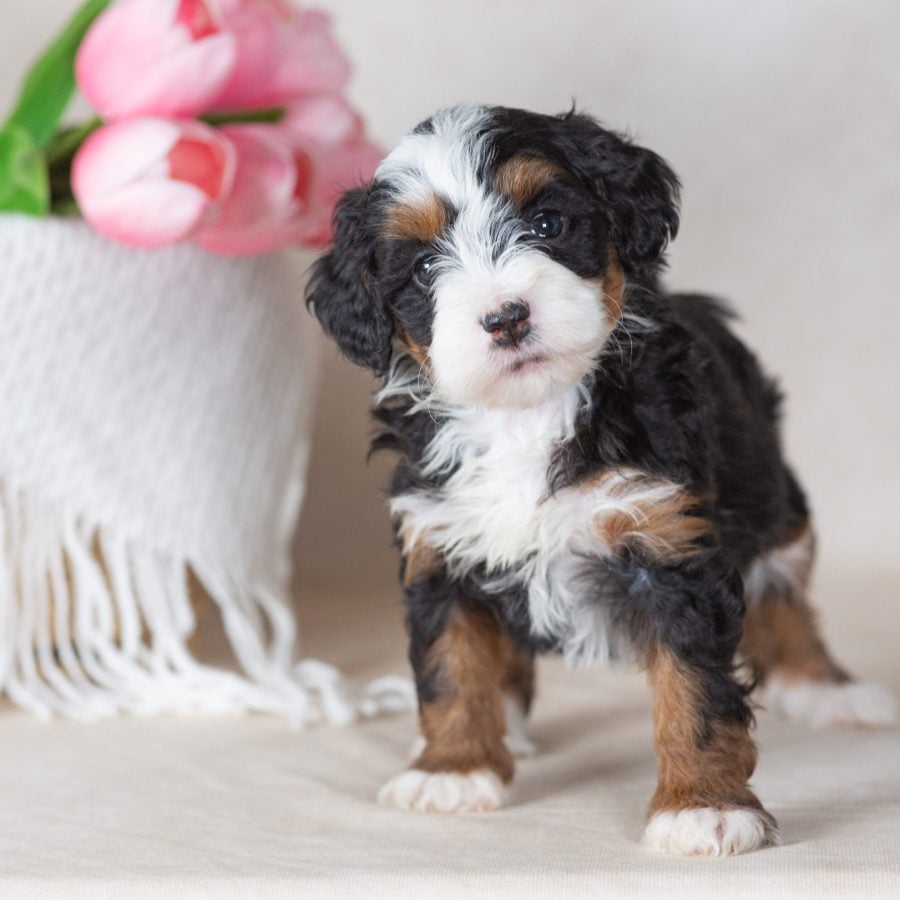 miniature bernedoodle puppies for sale pa