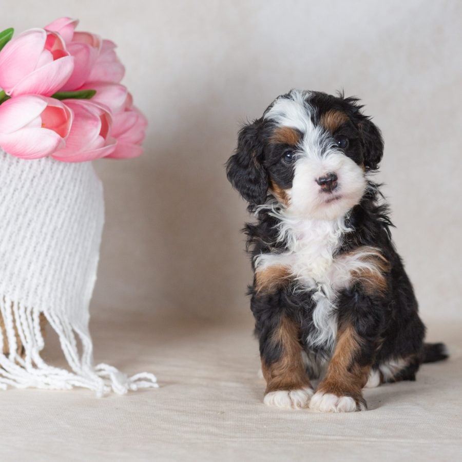miniature bernedoodle puppies for sale