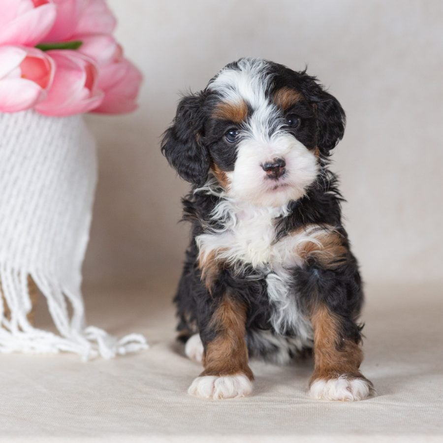 miniature bernedoodle puppies paw tale puppies