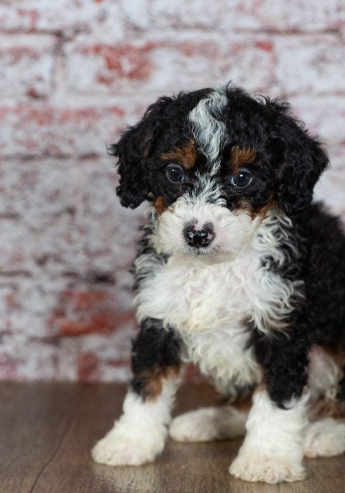 miniature bernedoodle puppies