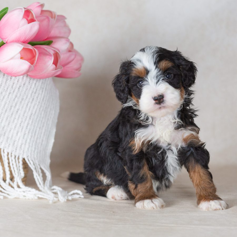 miniature bernedoodle puppies