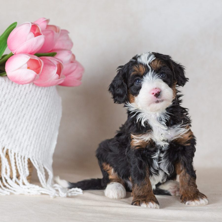 miniature bernedoodles breeder