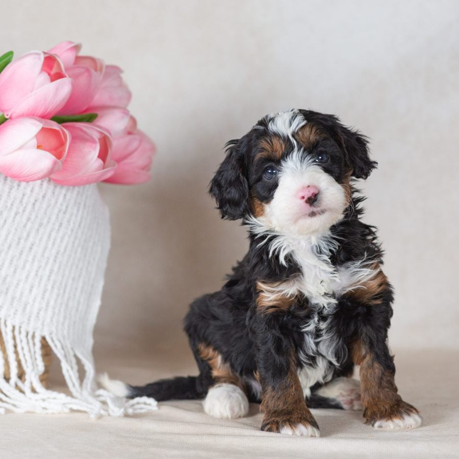 miniature bernedoodles for sale near me