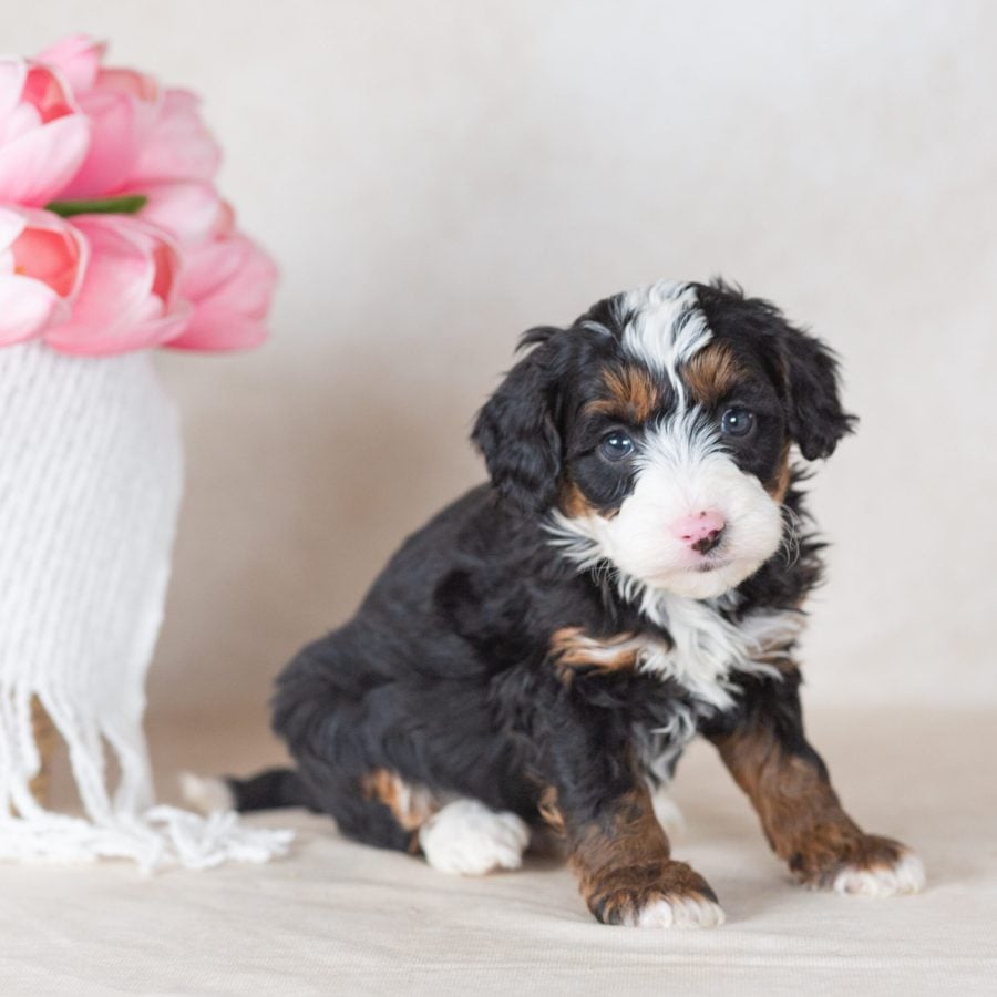 miniature bernedoodles for sale