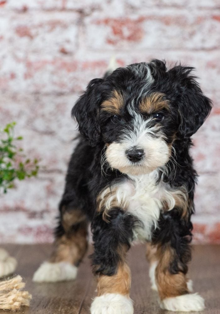 miniature bernedoodles