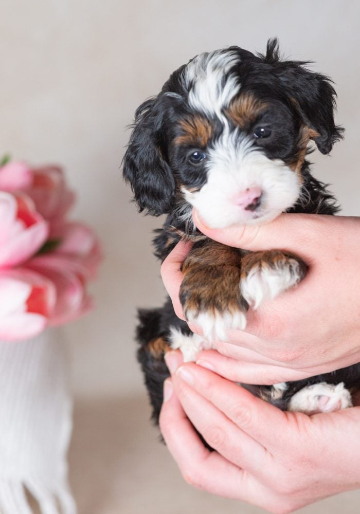 miniature bernedoodles
