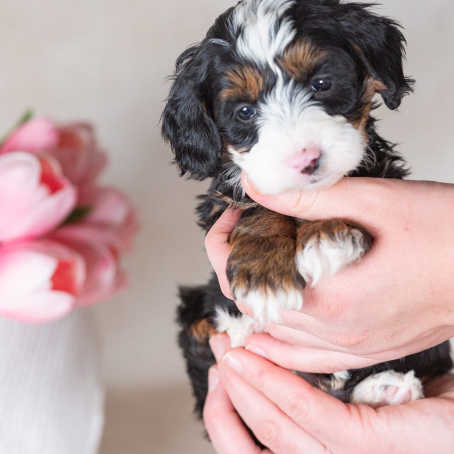 miniature bernedoodles